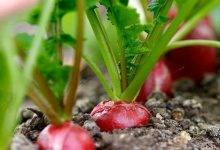 How to Grow Radishes