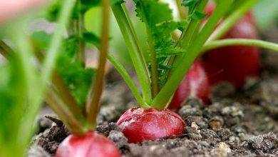 How to Grow Radishes