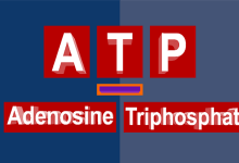 ATP Full Form