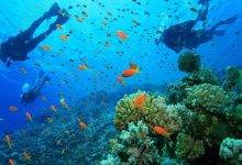 1495272942 Turneffe Atoll Scuba Diving Belize.jpg 1