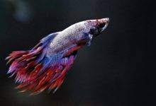 How To Keep Betta Fish Without A Filter