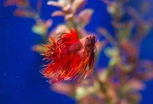 betta fish natural habitat