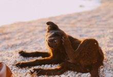 3 Effective Ways to Treat Canine Itching