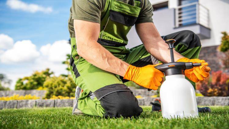 Learn More About the Benefits of Fungicide for Your Lawn