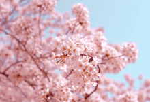 Springtime Escapes Exploring the Most Beautiful Destinations to Welcome the Season