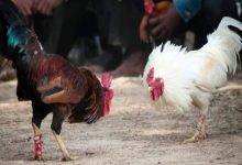 Live Cambodian Cockfighting With Top Best Matches